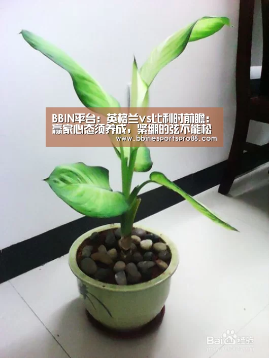 BBIN平台：英格兰vs比利时前瞻：赢家心态须养成，紧绷的弦不能松
